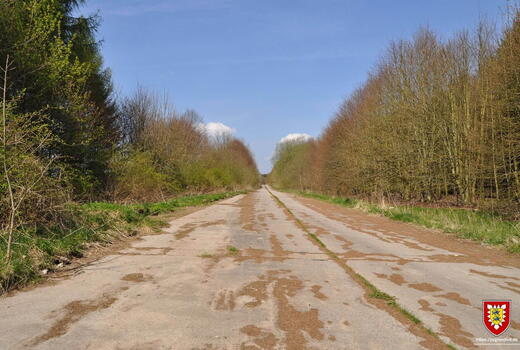 Eine verlassene, von Bäumen gesäumte Straße erstreckt sich unter einem klaren blauen Himmel ins Unendliche.