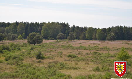 Heidefläche auf dem StOÜbPl Wittenborn (2016-06)