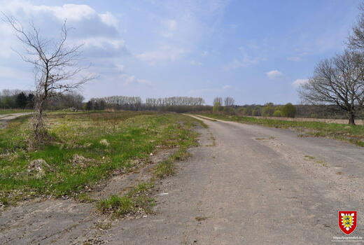Ein einsamer, kahler Baum steht neben einem verlassenen Feldweg unter einem klaren blauen Himmel.