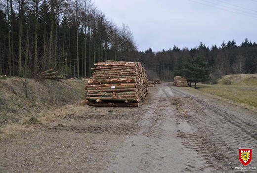 Gestapelte Holzstämme liegen auf einem Waldweg, umgeben von Bäumen und Wiesen unter einem grauen Himmel.