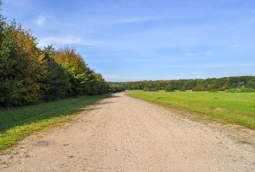 Ein breiter, unbefestigter Weg führt durch eine grüne Wüstenlandschaft mit Bäumen unter einem klaren blauen Himmel.