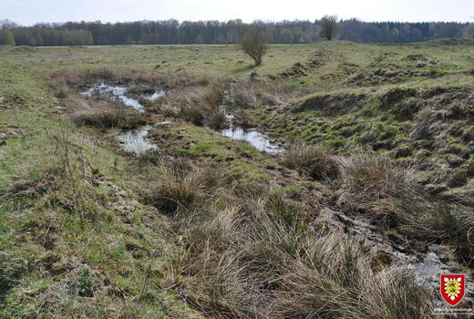 Eine ruhige Moorlandschaft mit spärlichem Gras und kleinen Wasserläufen erstreckt sich vor einem dichten Wald.