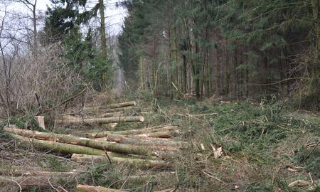 Gefällte Fichten auf dem ehemaligen StOÜbPl Wentorfer Lohe (2011)