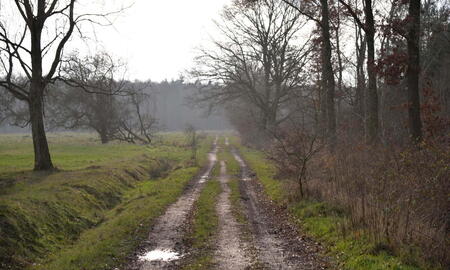 Weg auf dem ehemaligen StOÜbPl Wentorfer Lohe