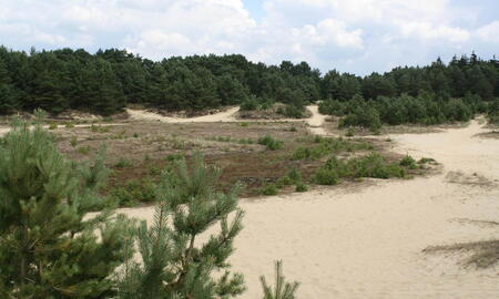 Kiefern und Sanddünen prägen die Naturlandschaft der Binnendüne in Breitenburg Nordoe unter einem bewölkten Himmel.