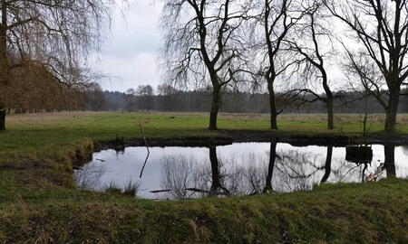 Teich umgeben von Weiden auf dem ehemaligen StOÜbPl Wentorfer Lohe